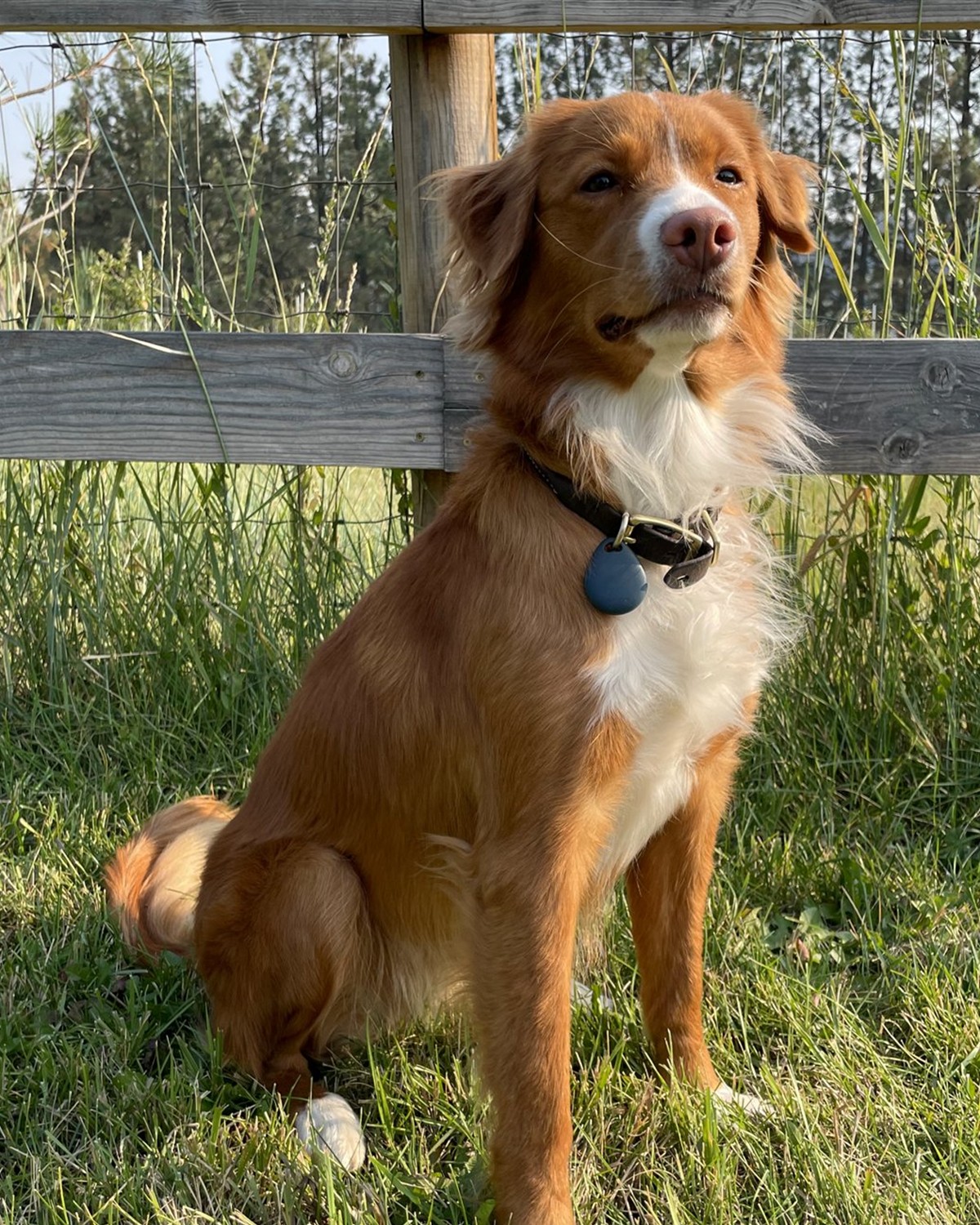 Grace sitting by a fence in the grass