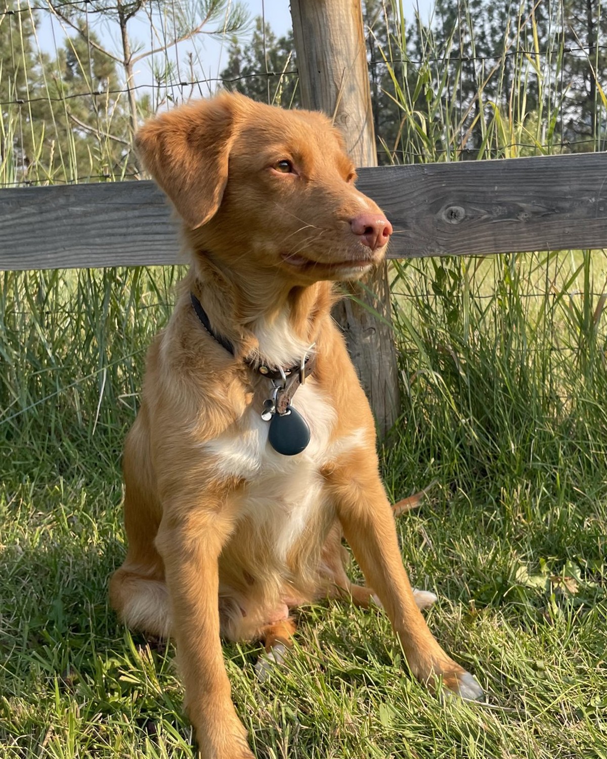 Spirit sitting by a fence in the grass