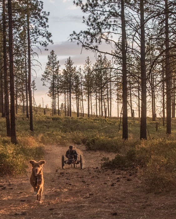 Two Tollers walking through a pine forest