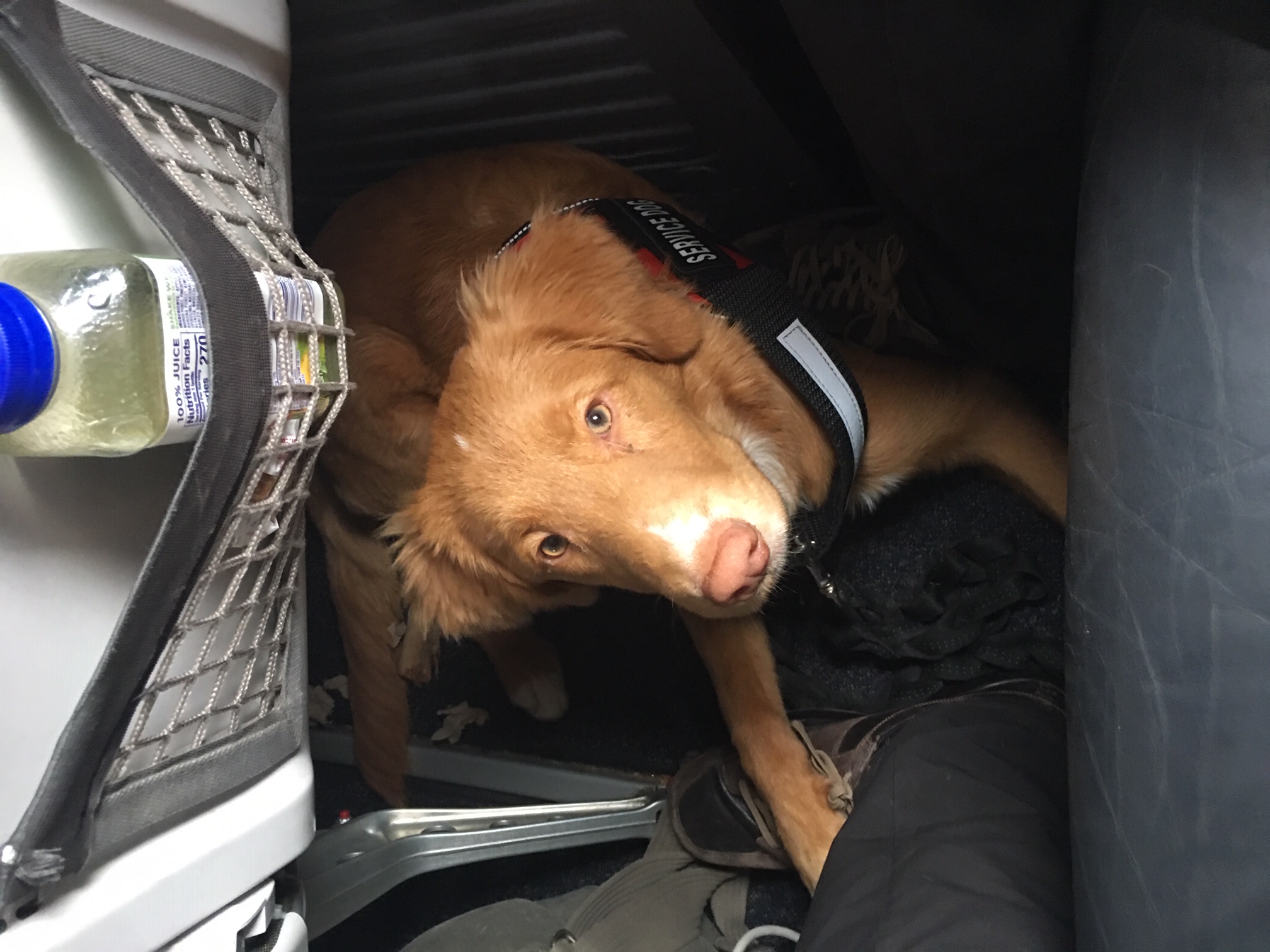 Toller resting in a crate