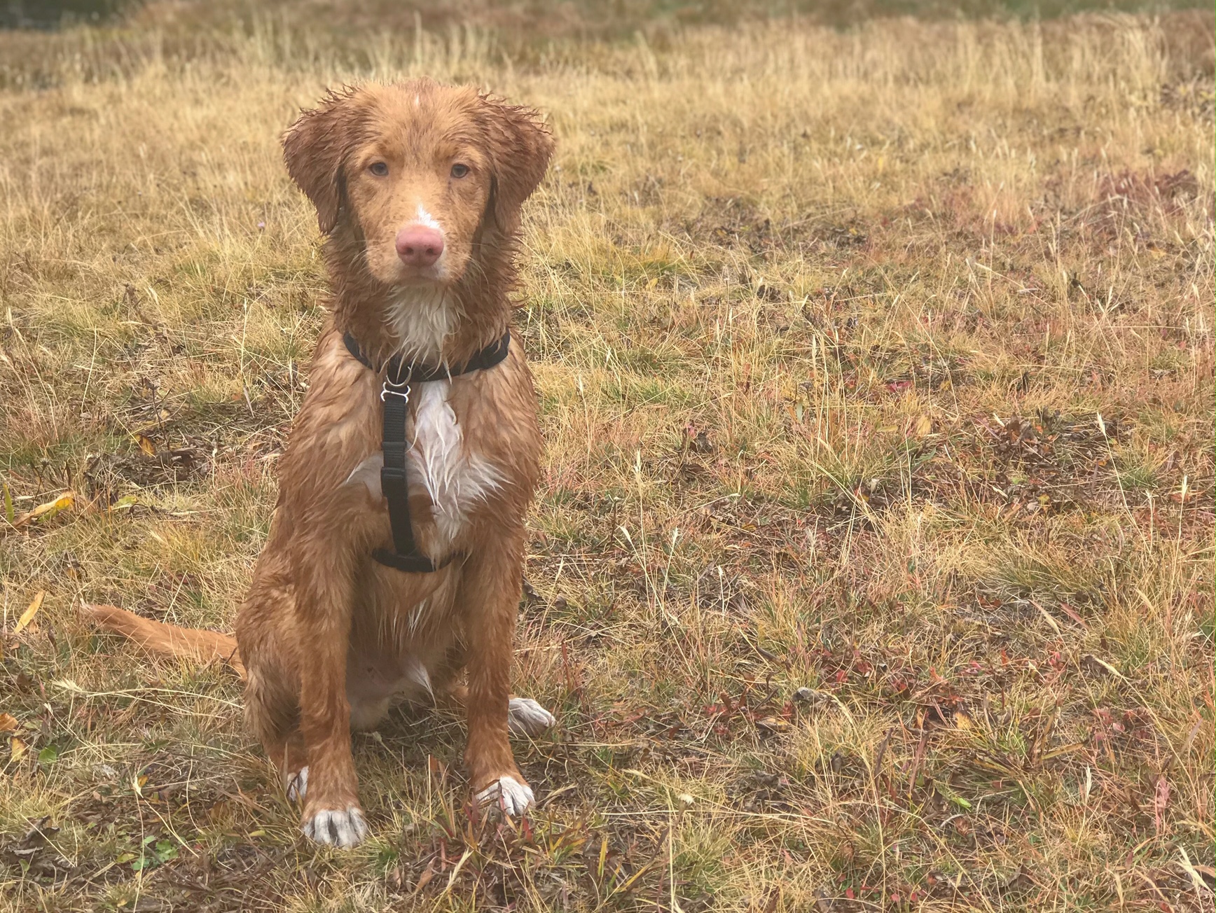 Toller sitting in a field