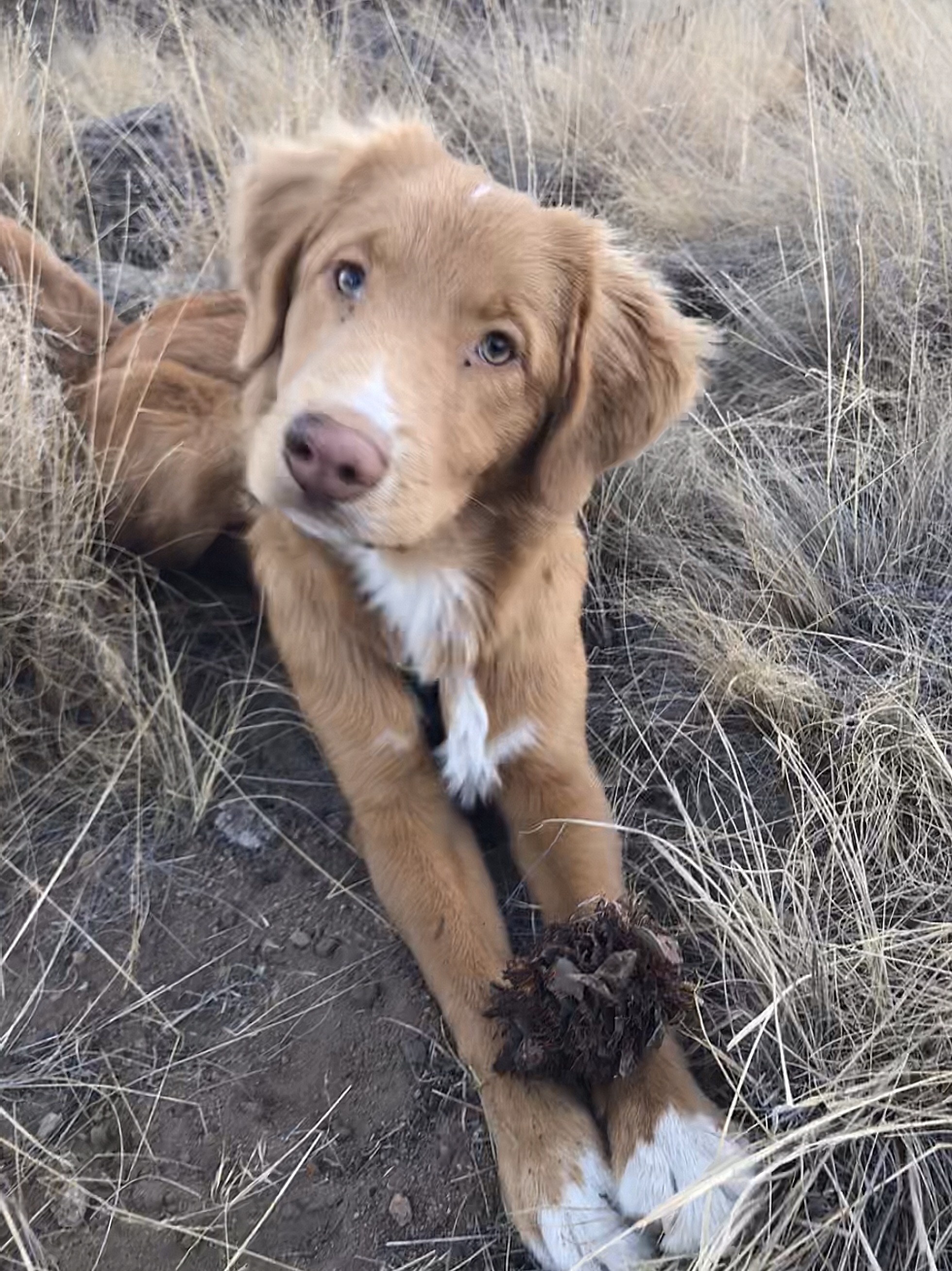 Young Toller holding a bird