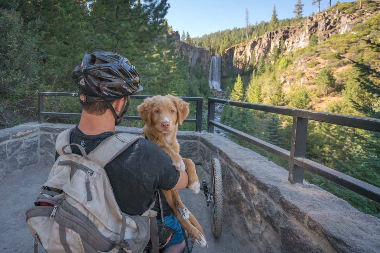 Toller riding with a person on a scenic trail