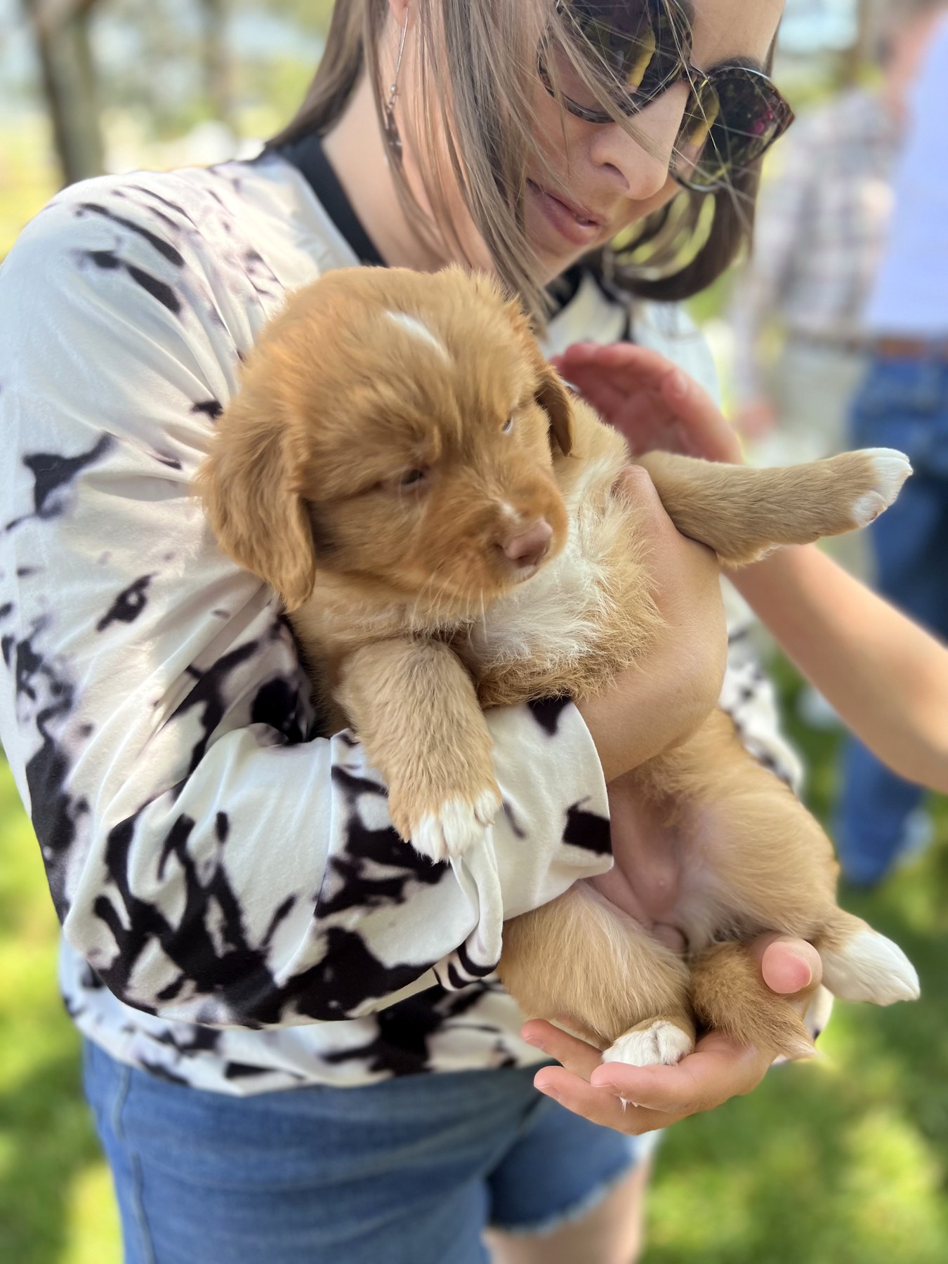 Forest Cove Tollers gallery photo 18
