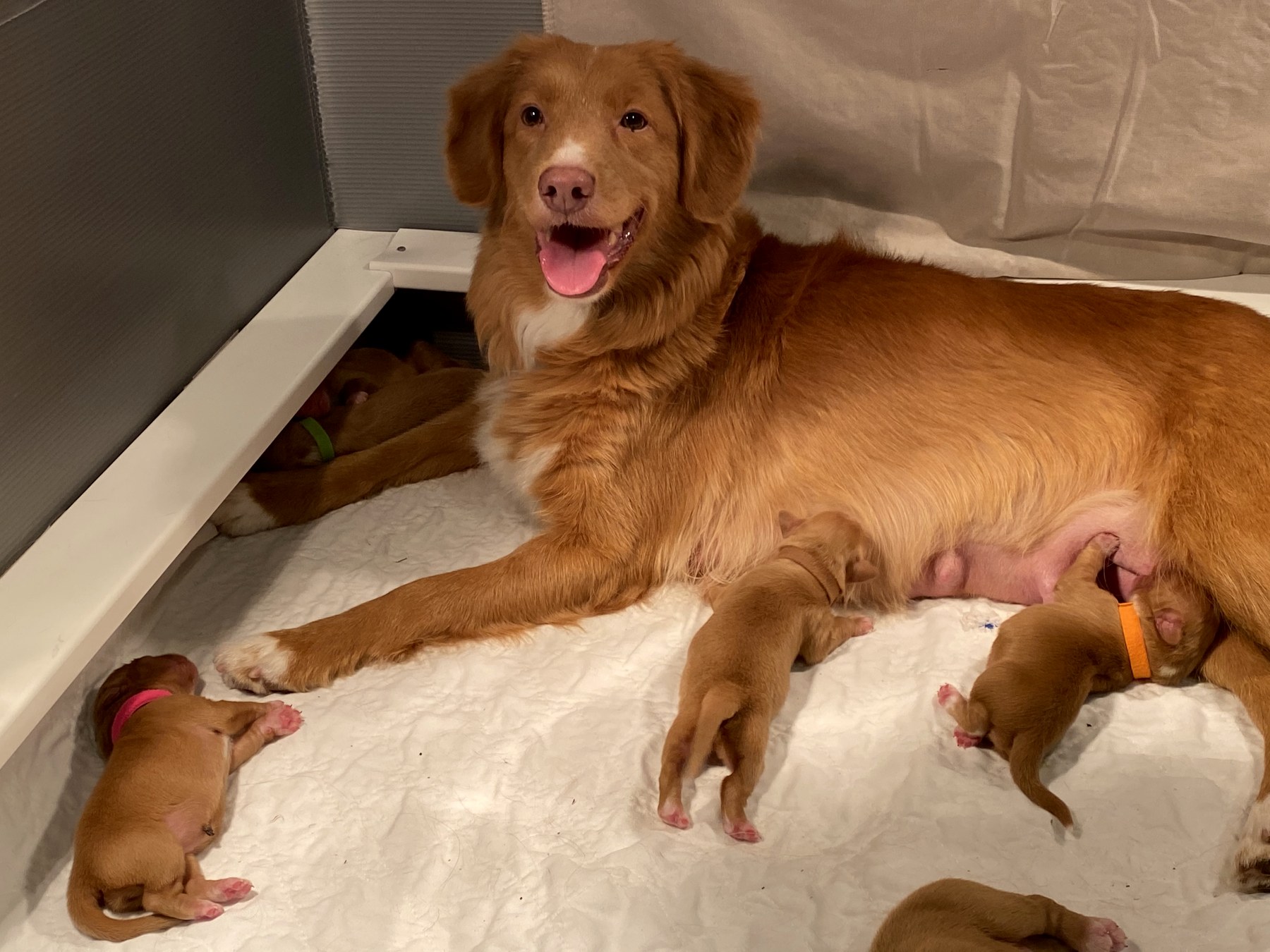 Forest Cove Tollers gallery photo 21