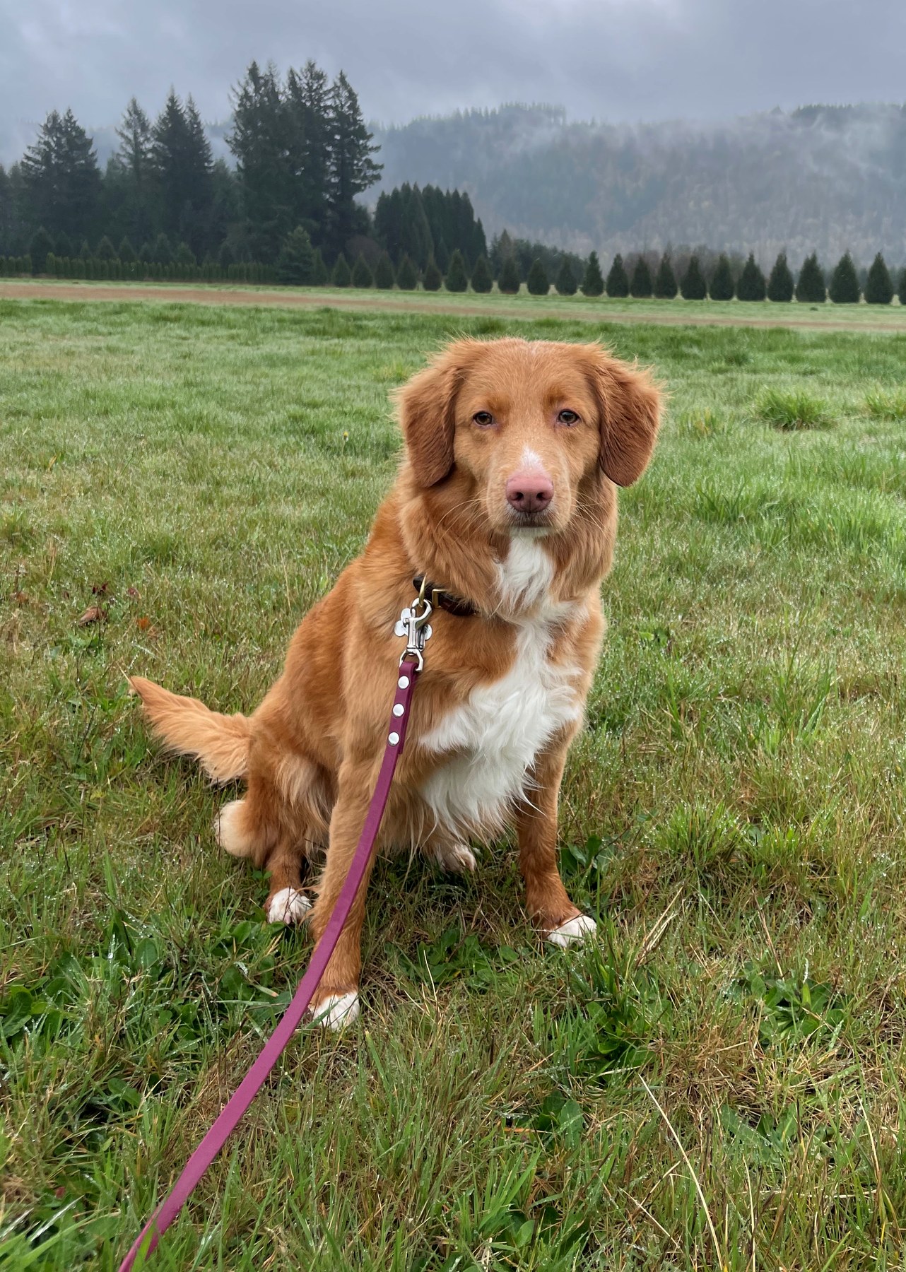 Forest Cove Tollers gallery photo 23