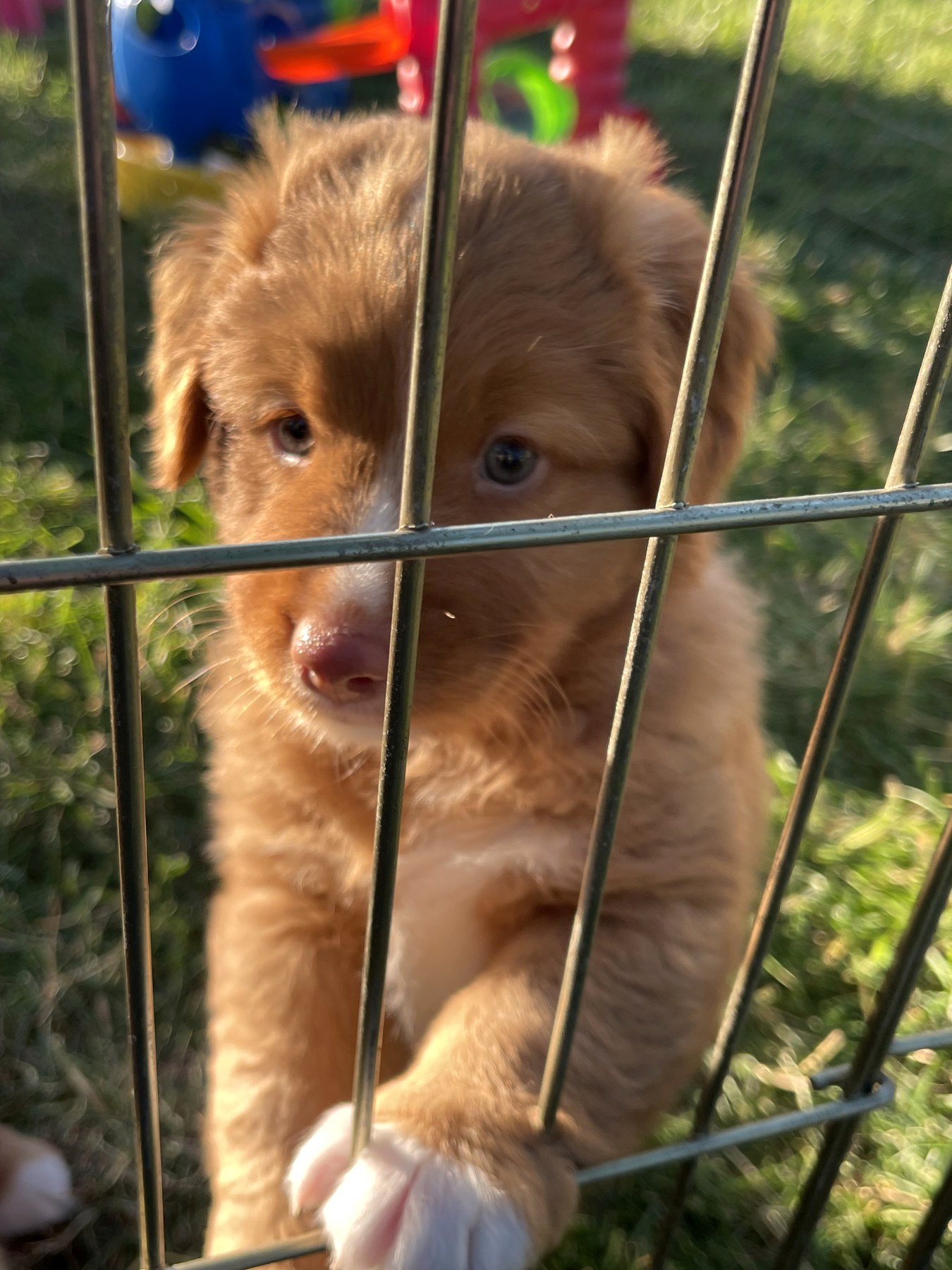 Forest Cove Tollers gallery photo 35
