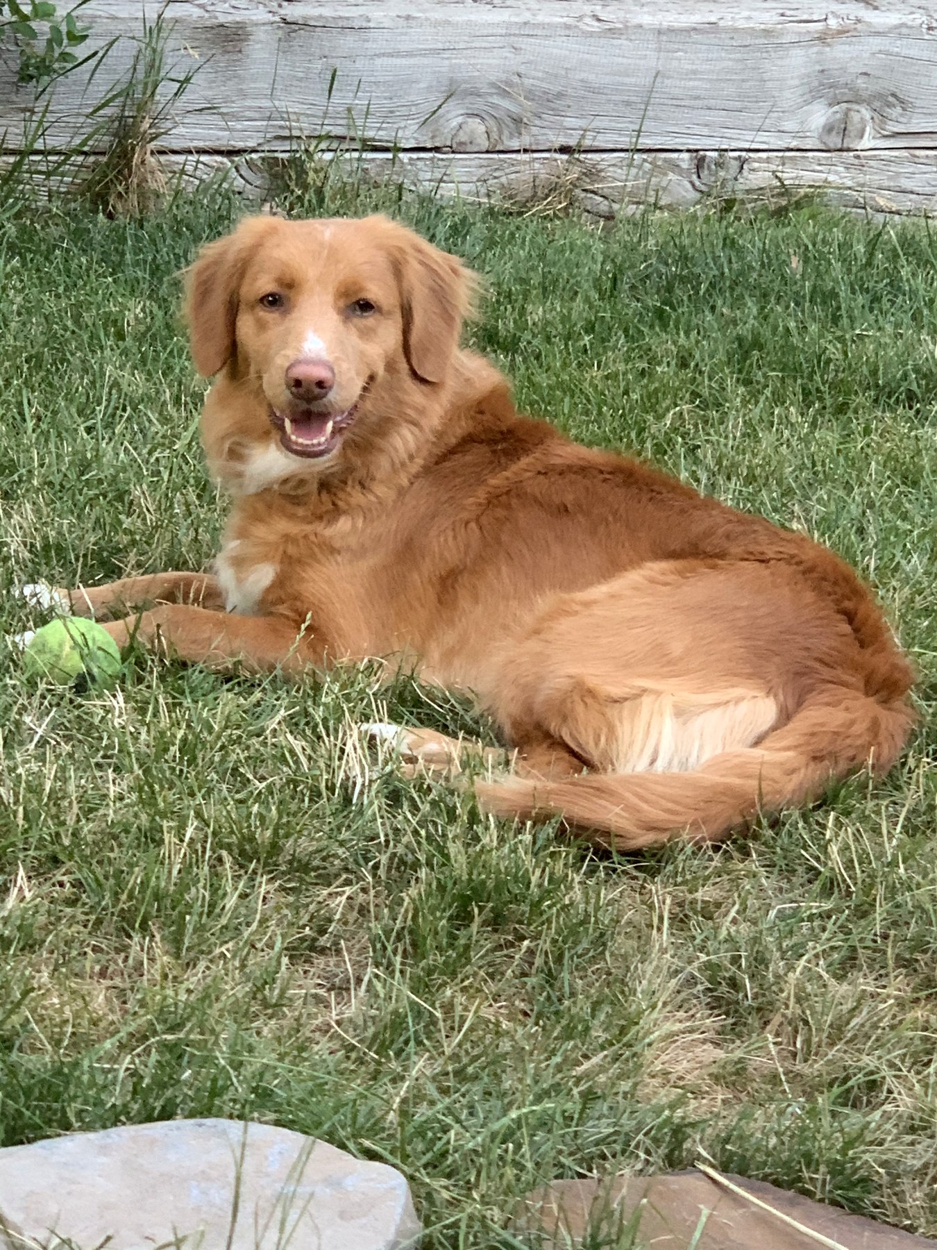 Forest Cove Tollers gallery photo 36