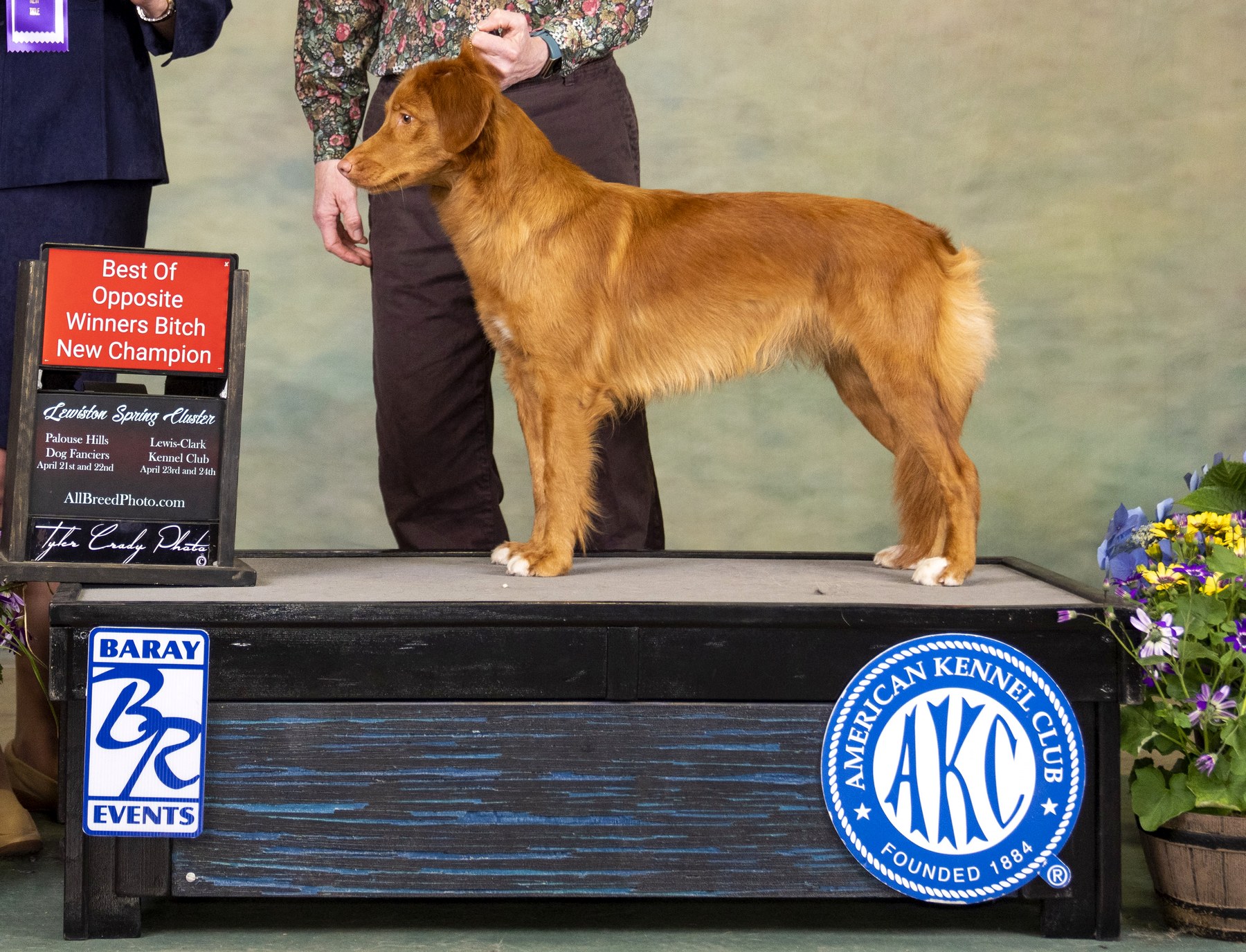 Forest Cove Tollers gallery photo 40